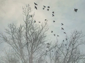 A Song of Winter by Andrew James Greig